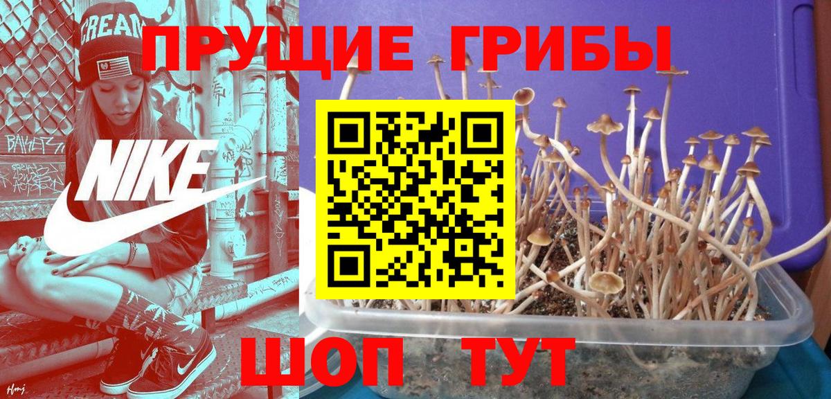Галлюциногенные грибы прущие грибы  Галлюциногенные грибы мицелий  Вход с VPN  Новозыбков 